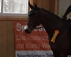 broodmare Angel's Kiss 2 (Württemberger, 2006, from Acord's Champion)