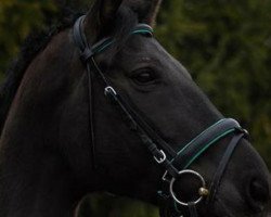 dressage horse Pronovia (Westphalian, 2004, from Pontifex)