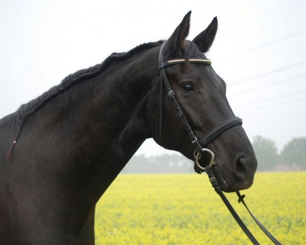 dressage horse Sambas Solitaire (Oldenburg, 2007, from Samba Hit III)