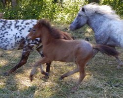 Pferd Texas vom Wertachtal (Dt.Part-bred Shetland Pony, 2016, von Moskito van Dyck)