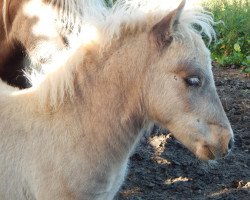 horse Mogli vom Wertachtal (Dt.Part-bred Shetland pony, 2016, from Moskito van Dyck)