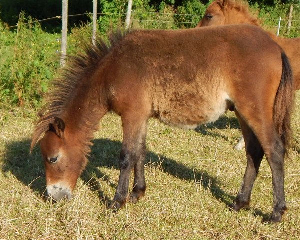 horse Aloisius vom Wertachtal (German Classic Pony, 2016, from Kirchweihtal's Apache)