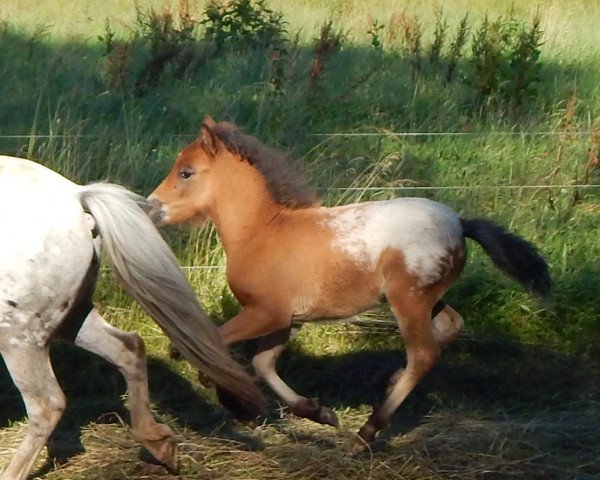 stallion Michel vom Wertachtal (Dt.Part-bred Shetland pony, 2016, from Moskito van Dyck)