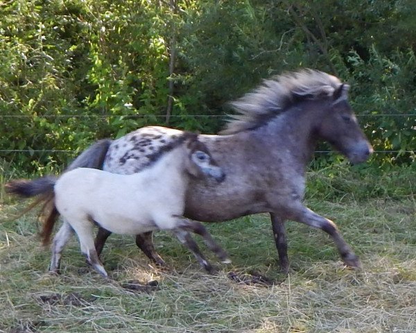 Zuchtstute Be Fabienne vom Wertachtal (Dt.Part-bred Shetland Pony, 2016, von Fabian)