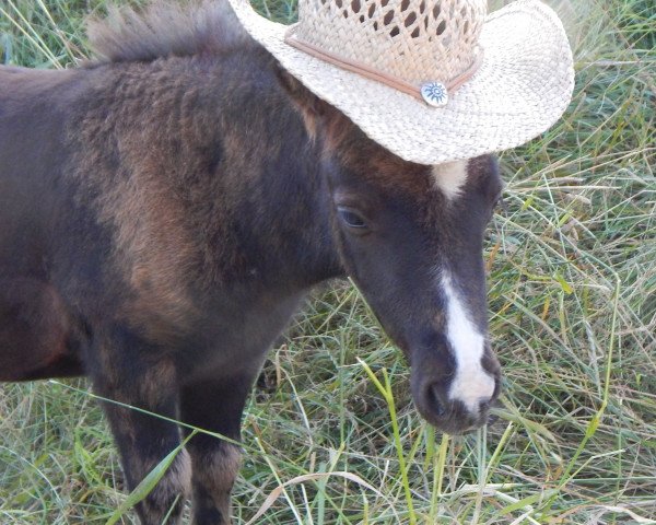 horse Max vom Wertachtal (German Classic Pony, 2016, from Moskito van Dyck)