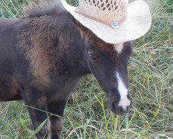 horse Max vom Wertachtal (German Classic Pony, 2016, from Moskito van Dyck)