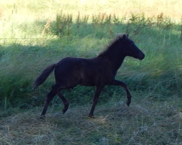 stallion Mourice vom Wertachtal (Dt.Part-bred Shetland pony, 2016, from Moskito van Dyck)