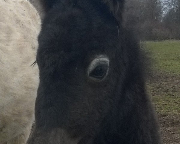 Pferd Findus vom Wertachtal (Dt.Part-bred Shetland Pony, 2016, von Fabian)