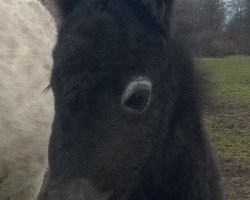 horse Findus vom Wertachtal (Dt.Part-bred Shetland pony, 2016, from Fabian)