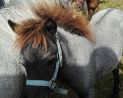 Pferd Buffy vom Wertachtal (Dt.Part-bred Shetland Pony, 2015, von Fabian)