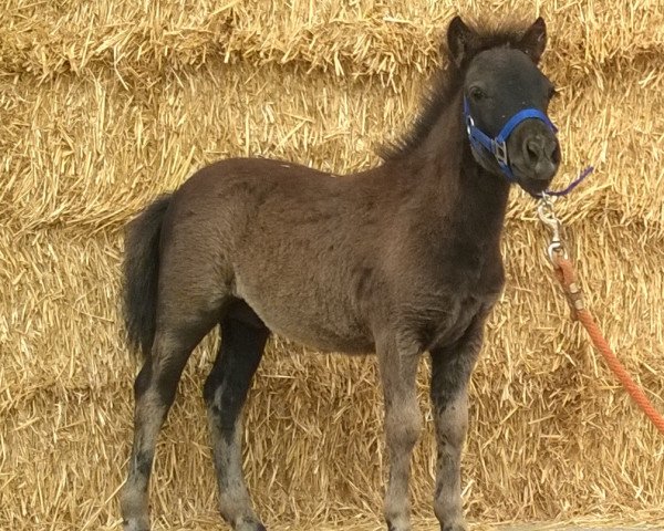 Pferd Fury vom Wertachtal (Deutsches Classic Pony, 2015, von Fabian)