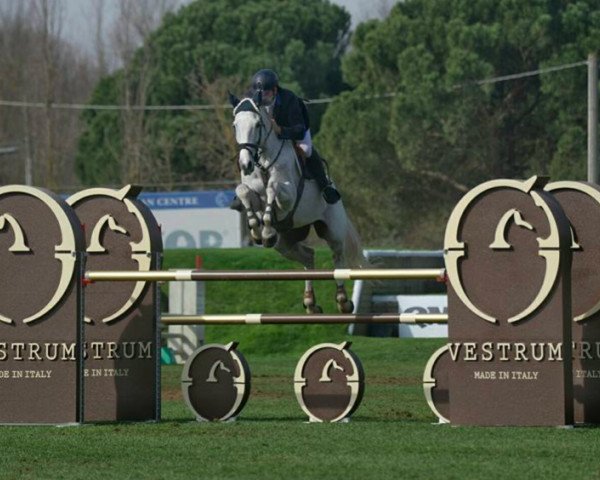 Springpferd Kec Corsica (Irish Sport Horse, 2003, von Corghano)