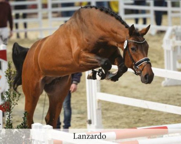 stallion Lanzardo (Westphalian, 2014, from Luniko)