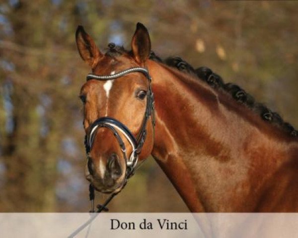 stallion Don da Vinci (Hanoverian, 2014, from Don Index)