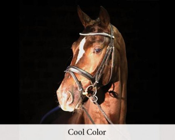 Deckhengst Cool Color (Oldenburger Springpferd, 2014, von Cola Zero)