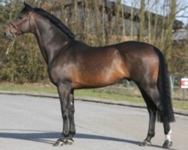 stallion Canturo (Holsteiner, 1995, from Cantus)
