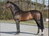stallion Canturo (Holsteiner, 1995, from Cantus)