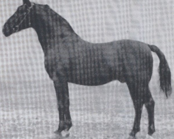 horse Falke (Holsteiner, 1926, from Favorit)