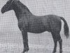 stallion Falke (Holsteiner, 1926, from Favorit)
