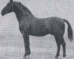 stallion Falke (Holsteiner, 1926, from Favorit 2449)