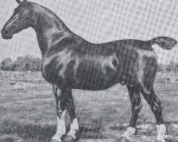 Deckhengst Nordhaeuser (Holsteiner, 1921, von Elegant)