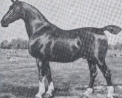 stallion Nordhaeuser (Holsteiner, 1921, from Elegant 2421)