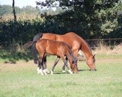 broodmare Creta (Oldenburg, 1998, from Zapateado 128 FIN)