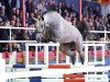 stallion Adelweiss (Oldenburg show jumper, 2014, from Armitage)