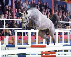 stallion Adelweiss (Oldenburg show jumper, 2014, from Armitage)