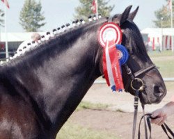 stallion Elmholts Raket (New Forest Pony, 1998, from Pedro)