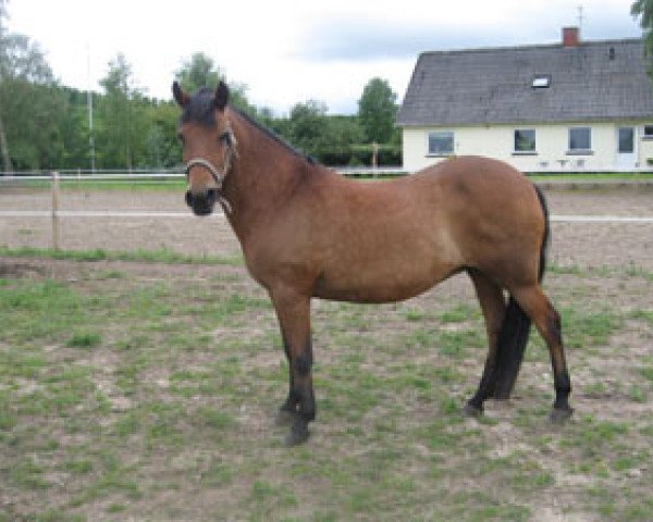 Zuchtstute Elmholts Barbeth (New-Forest-Pony, 1990, von Bavian)