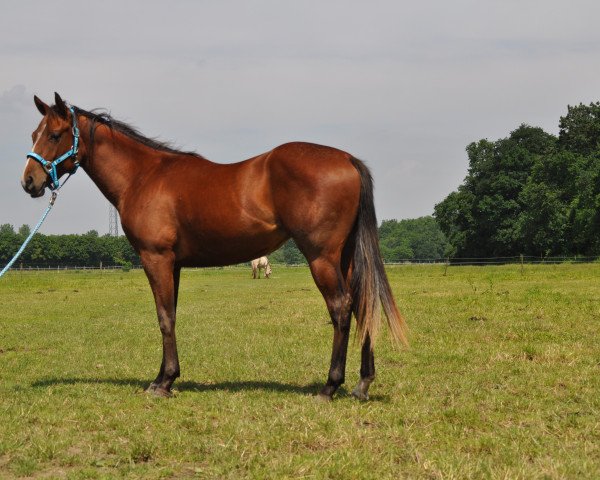 horse Powerful Charmer (Quarter Horse, 2014, from Power Scotch)