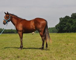 Pferd Powerful Charmer (Quarter Horse, 2014, von Power Scotch)