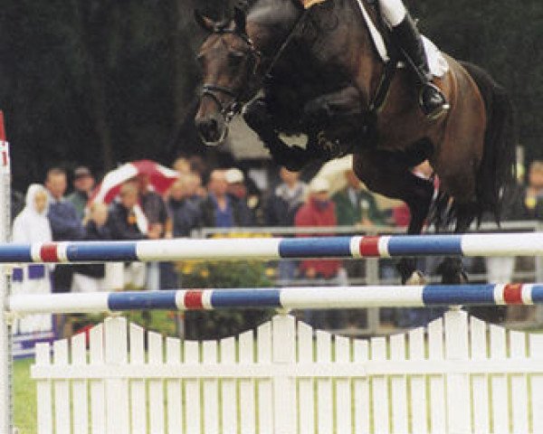stallion Natal (Holsteiner, 1995, from Caretino)