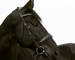 dressage horse Hogus (Hanoverian, 2007, from Hotline)