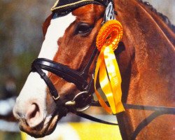 broodmare Honey - Bee (Hanoverian, 2003, from Hudson)