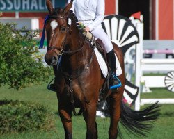 dressage horse ST Stacy (Finnish Warmblood, 2007, from Sternkönig 122 FIN)