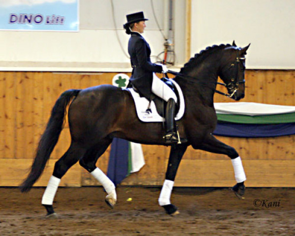 stallion Sternkönig 122 FIN (Oldenburg, 2001, from Sandro Hit)