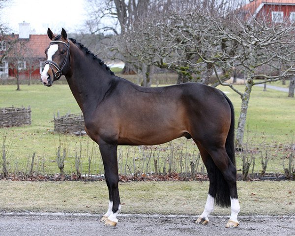 stallion Flambeau (KWPN (Royal Dutch Sporthorse), 2010, from Ampère)