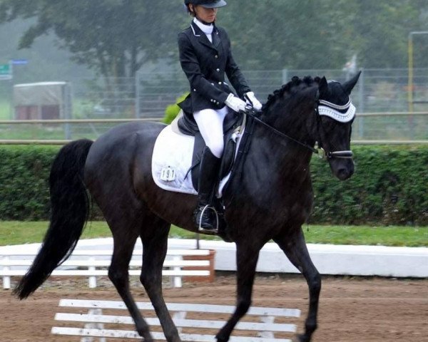 dressage horse Heinrich (German Riding Pony, 2006, from Honeymoon Star)