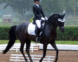 Dressurpferd Heinrich (Deutsches Reitpony, 2006, von Honeymoon Star)