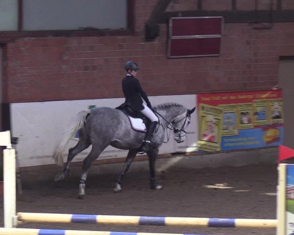 Reitturnier Hamburg-Friedrichshulde/Sylva Kuhrt 2019