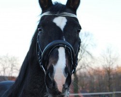 Pferd Grisu 164 (Westfale, 1993, von Goldrausch II)