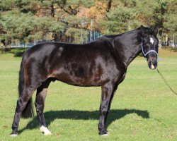 horse Chaplin HM (Württemberger, 2006, from Chambertin)