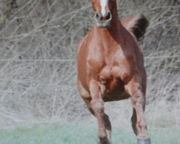 Pferd Corrida 10 (Holsteiner, 1998, von Corrado II)