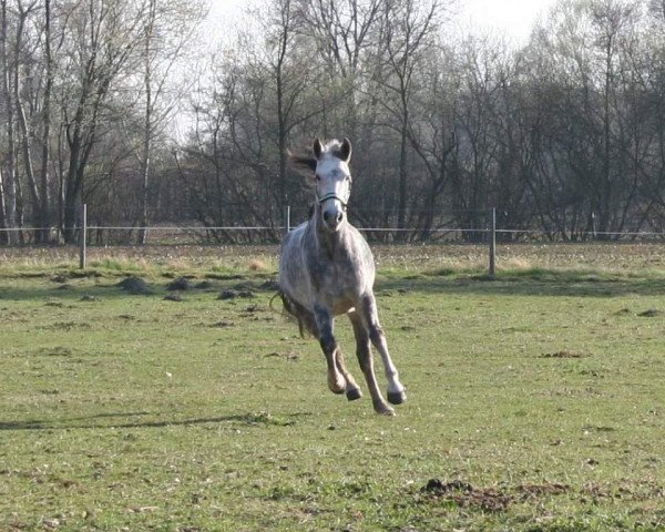 horse Naitic Brix (Hanoverian, 2003, from Don Cavallo)