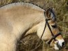 broodmare Lou (Fjord Horse, 1996, from Jokke)