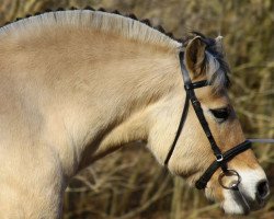 broodmare Lou (Fjord Horse, 1996, from Jokke)