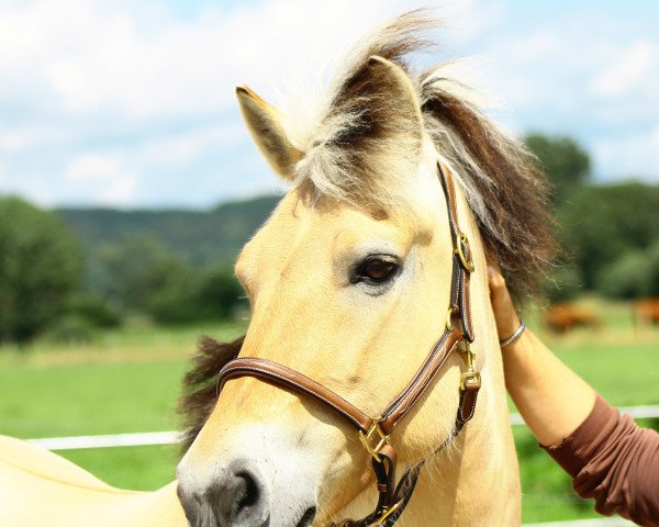 broodmare Louvina vom Schwalbenhof (Fjord Horse, 2003, from Kenrick)