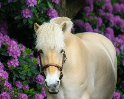 broodmare Litla vom Schwalbenhof (Fjord Horse, 2007, from Dexter)